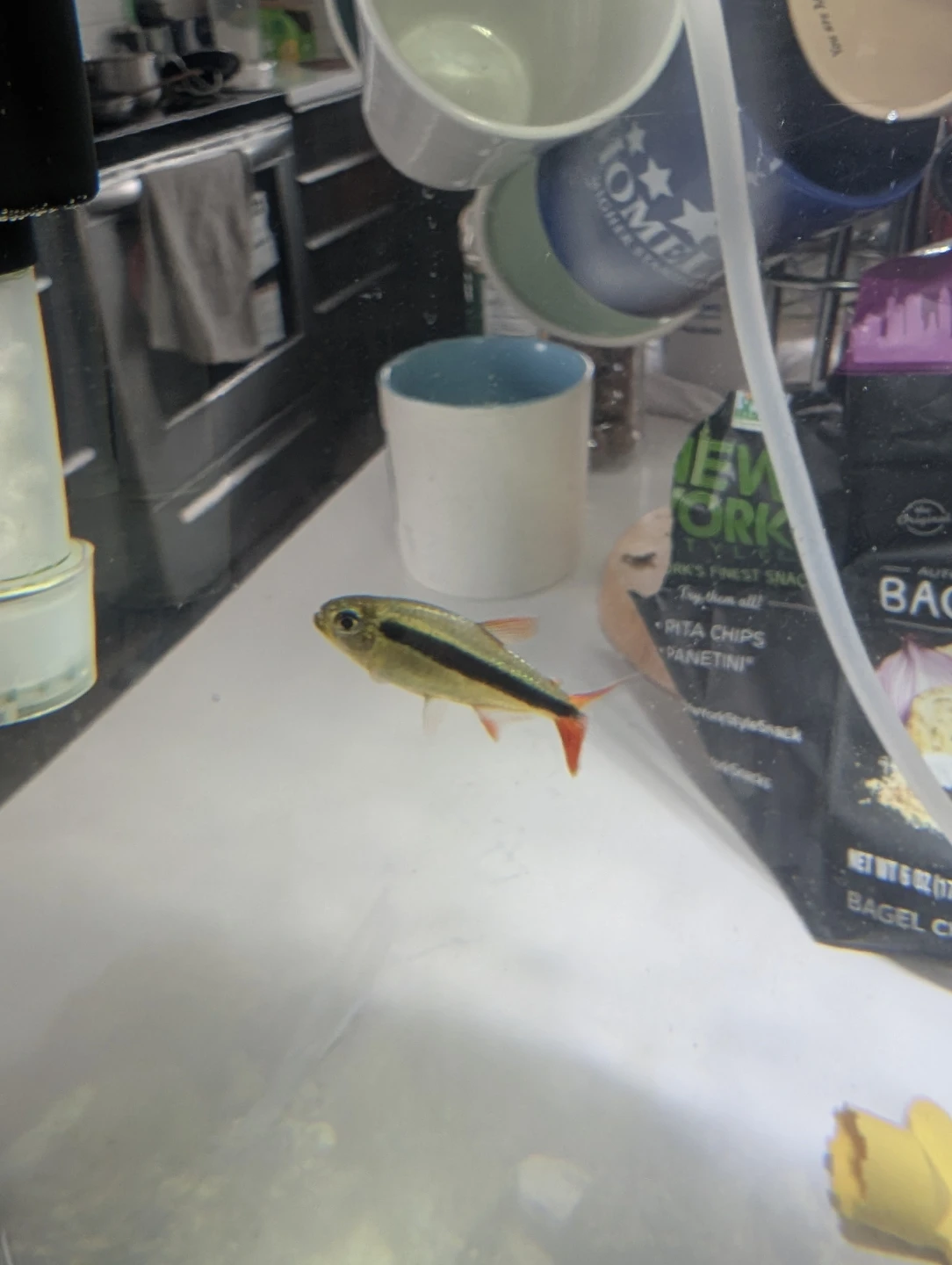 Wild Gourami - Looking for a new home