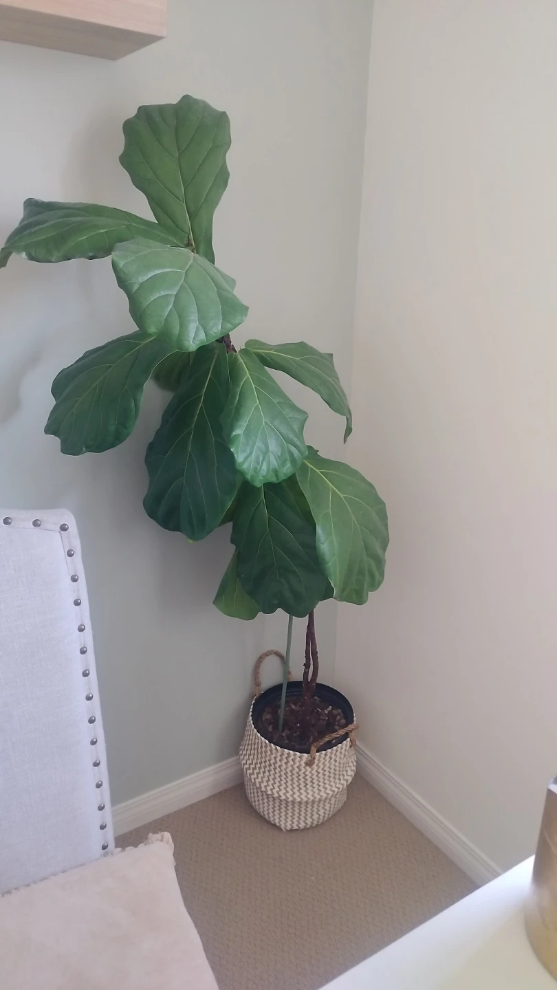 Fiddle Leaf Fig Plant