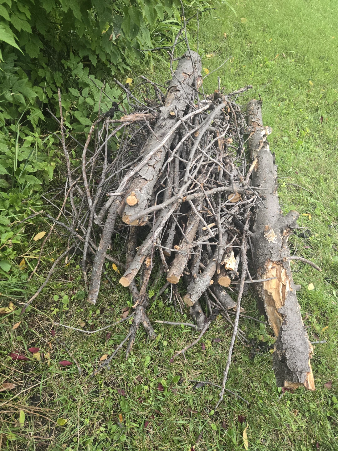 Firewood and Kindling