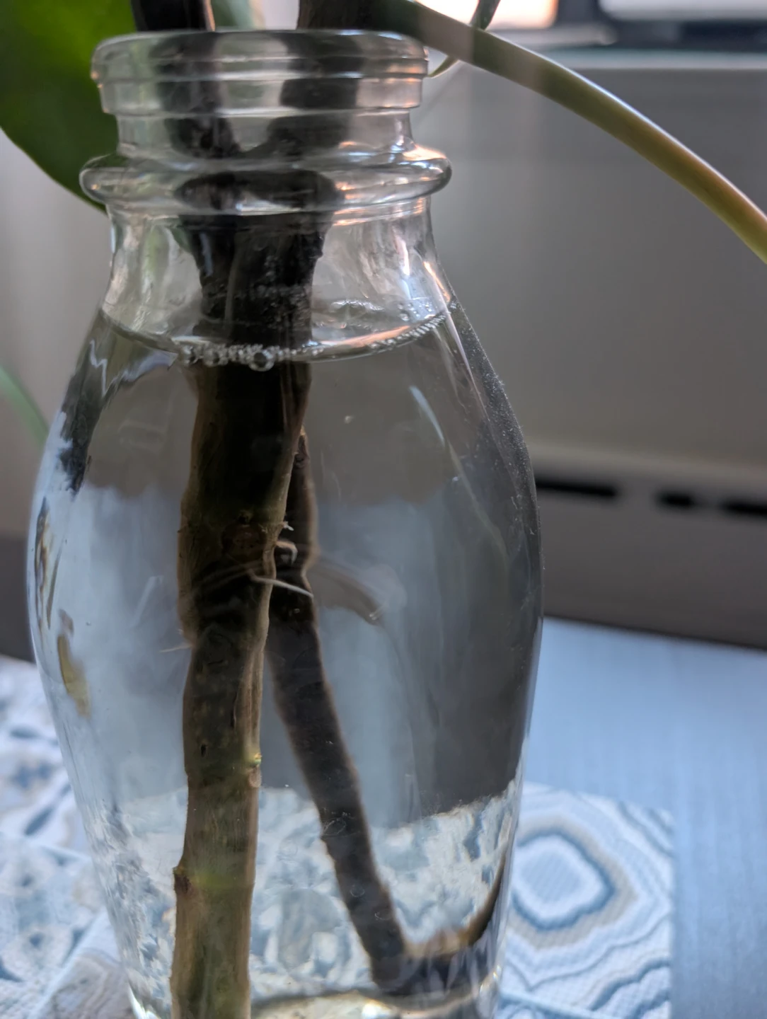 Peperomia plant cutting - photo 2