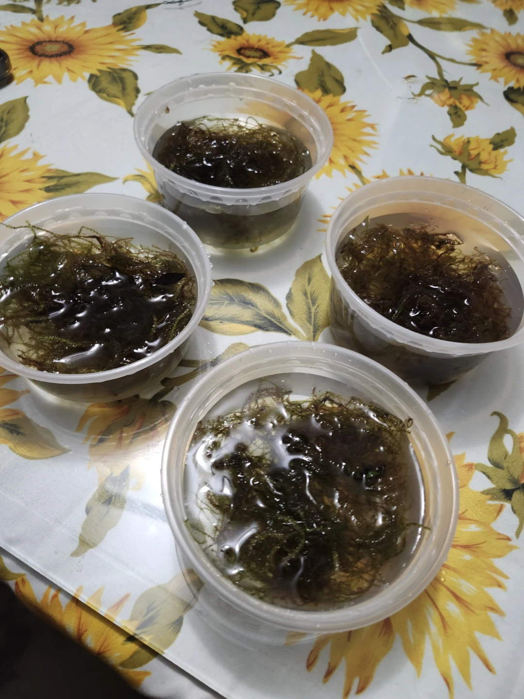 Aquarium Moss for aquariums and fish tanks - photo 2