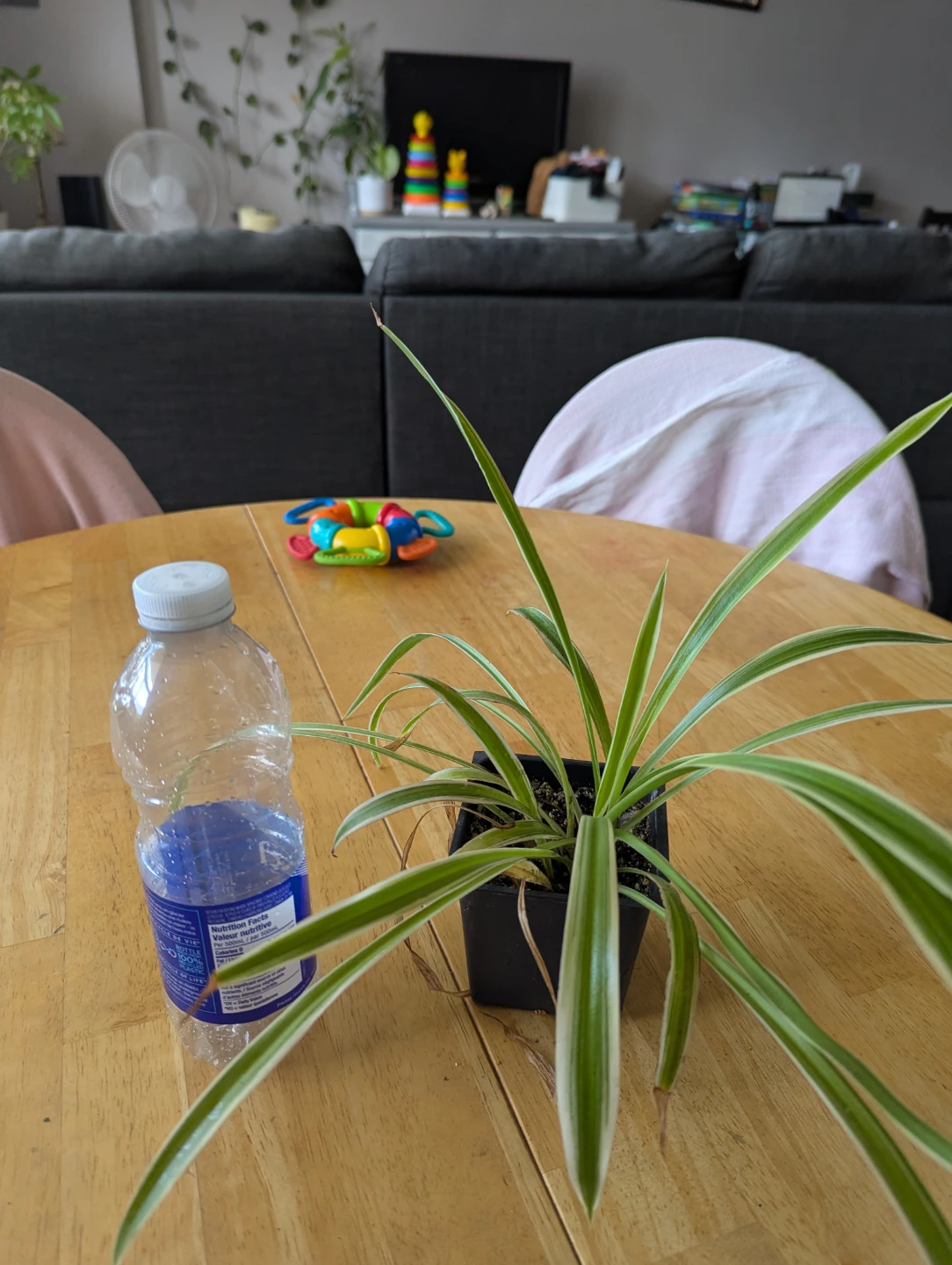Variegated Spider Plant