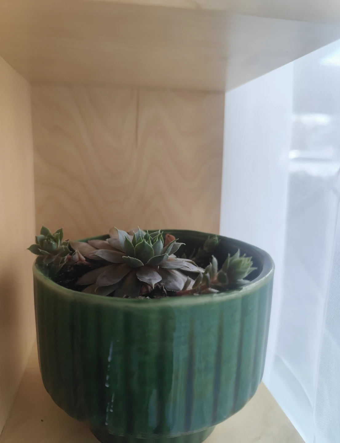 Houseleek Succulent in Green Ceramic Pot