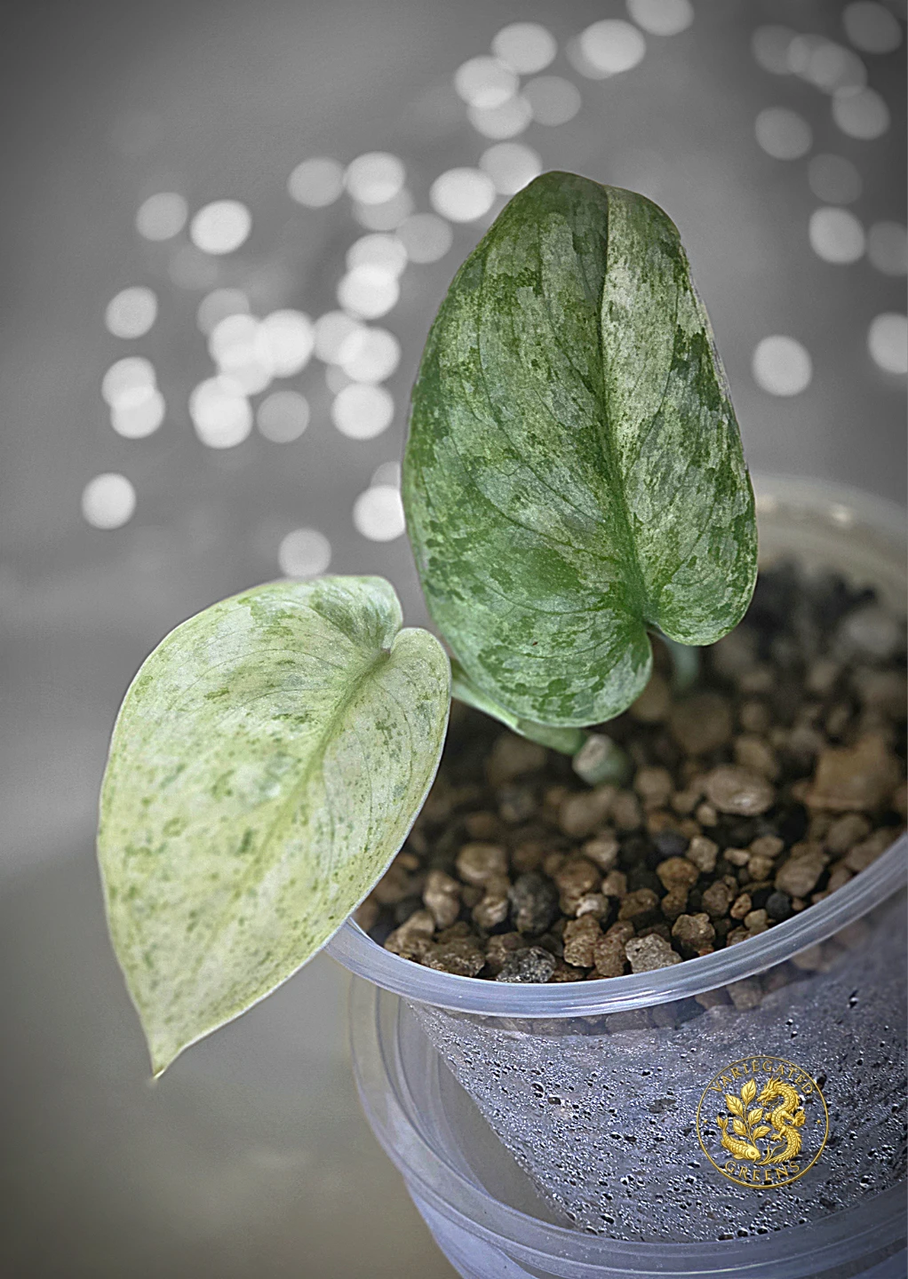 Scindapsus pictus Halimoon "Unfolding Silver" - photo 4