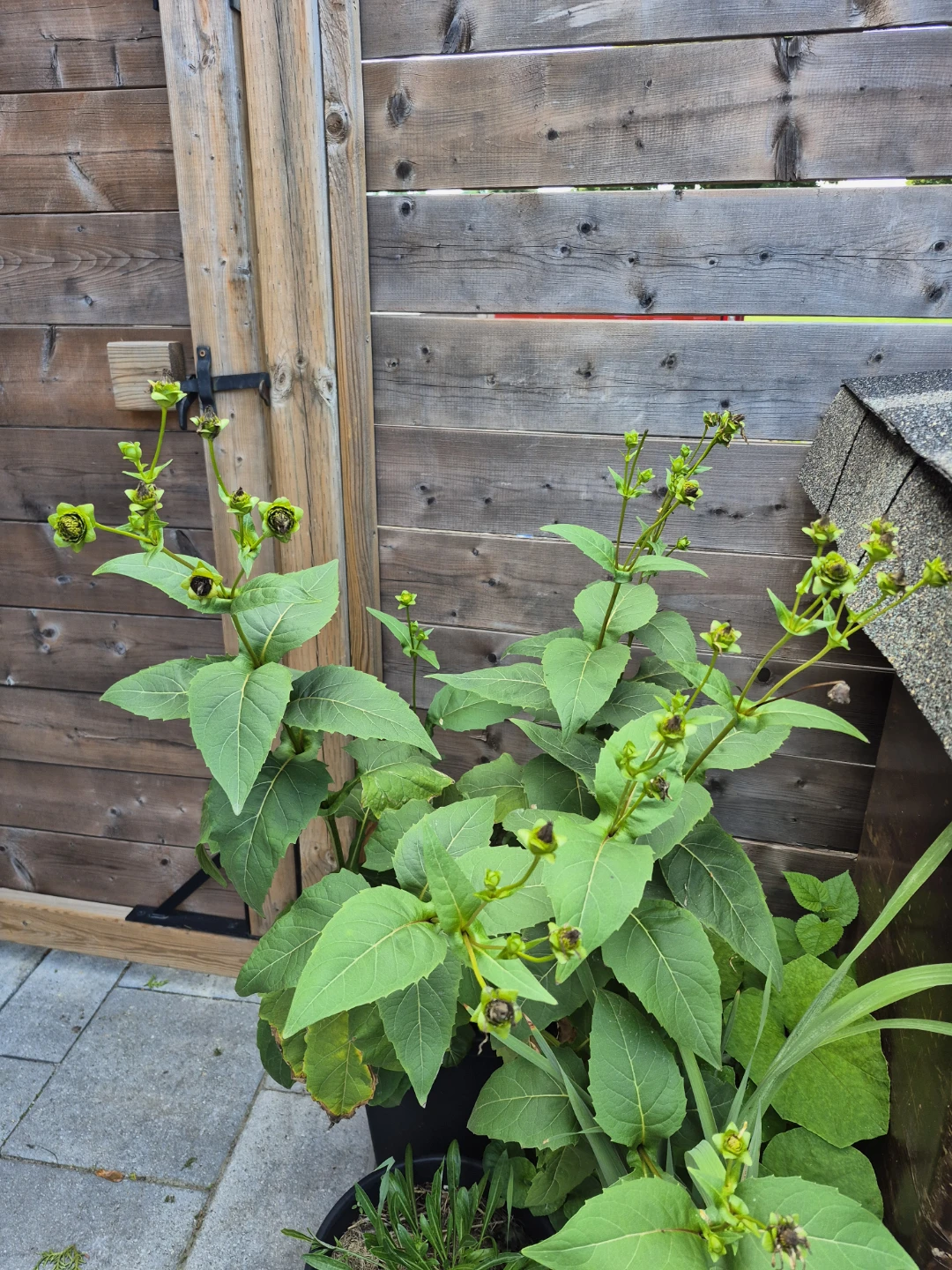 Yellow Cup plants - photo 2