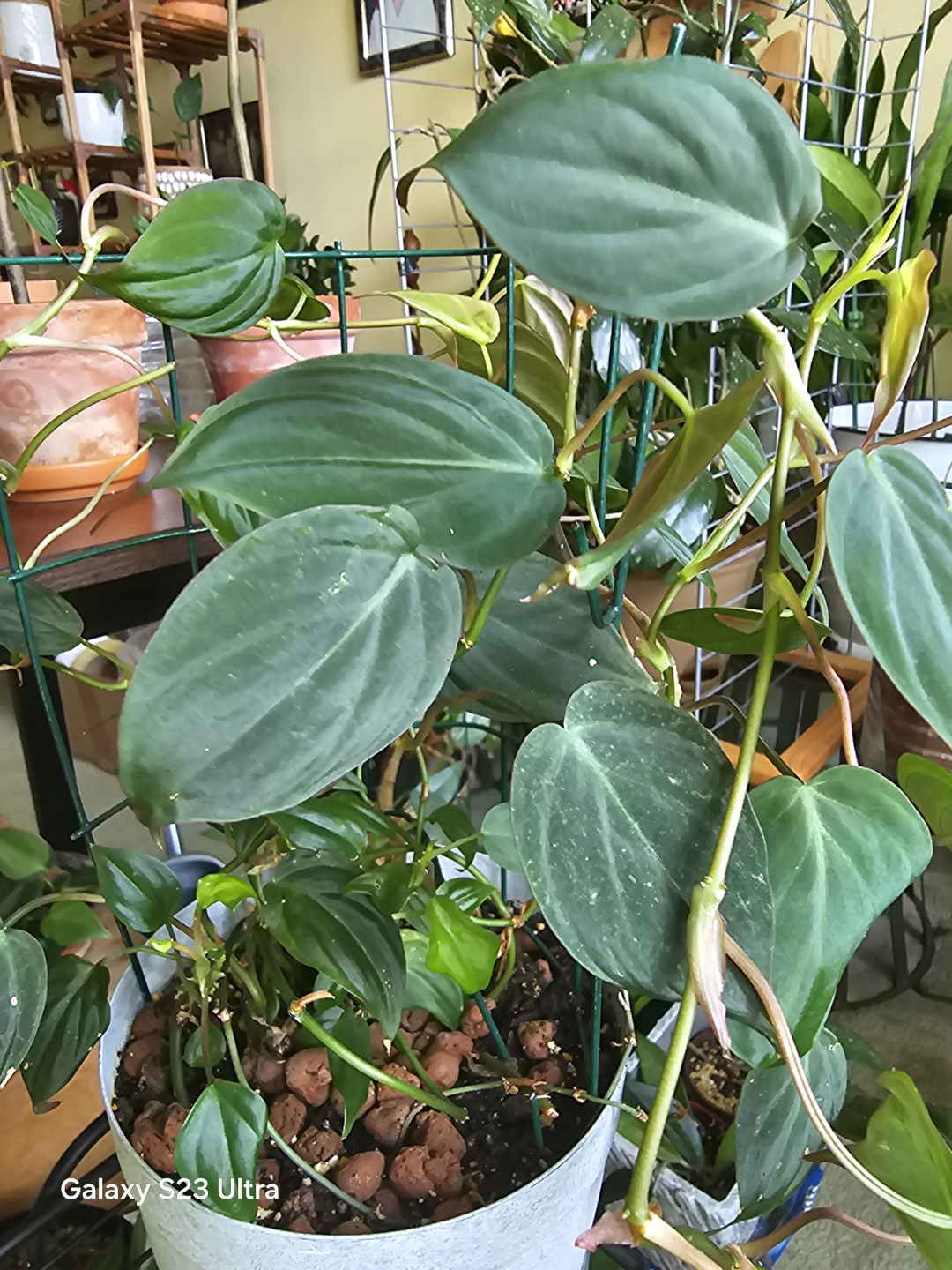 Philodendron Micans on Trellis - photo 2