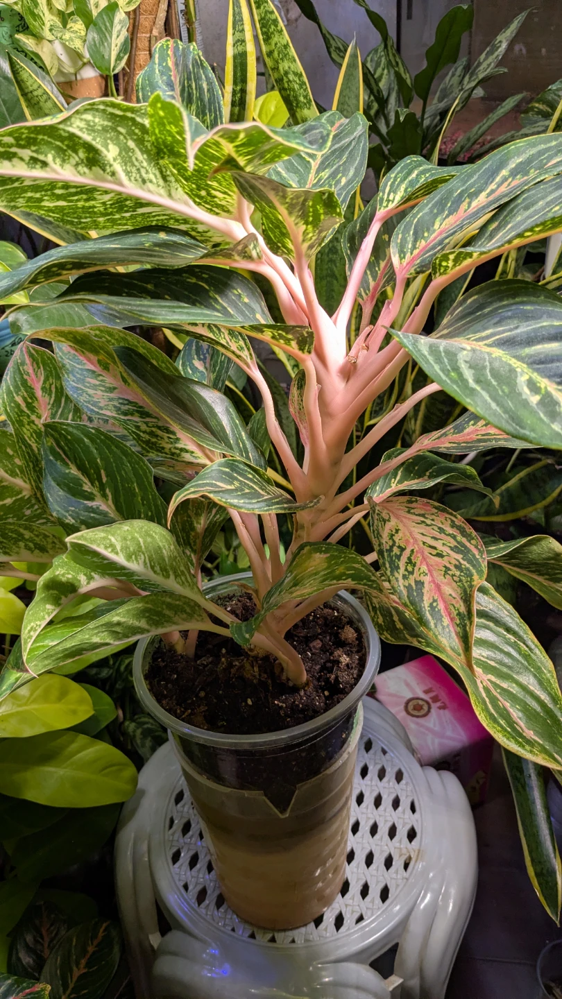 Aglaonema sparkling pant. - photo 3