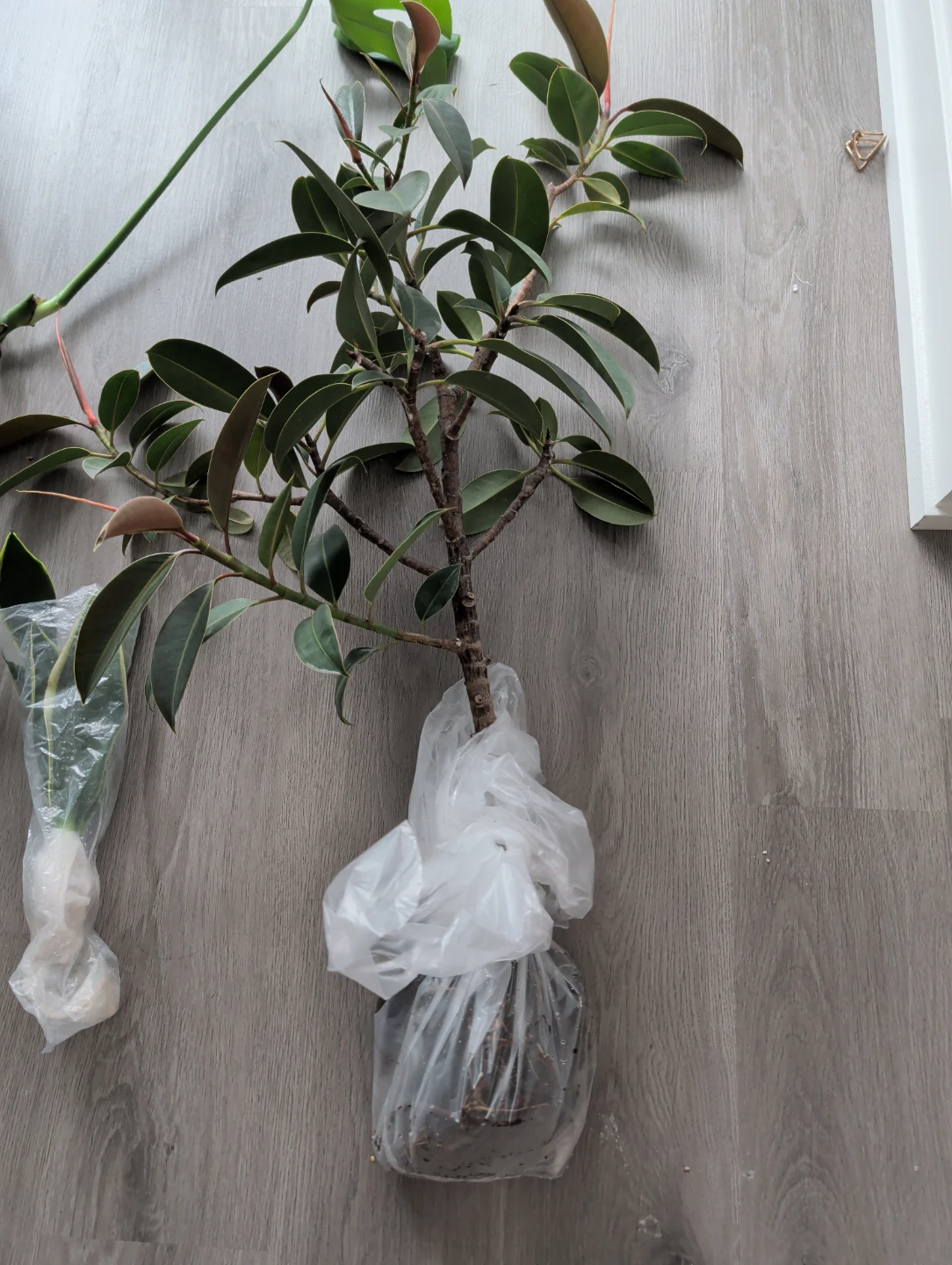 House Plants / Monstera - photo 5