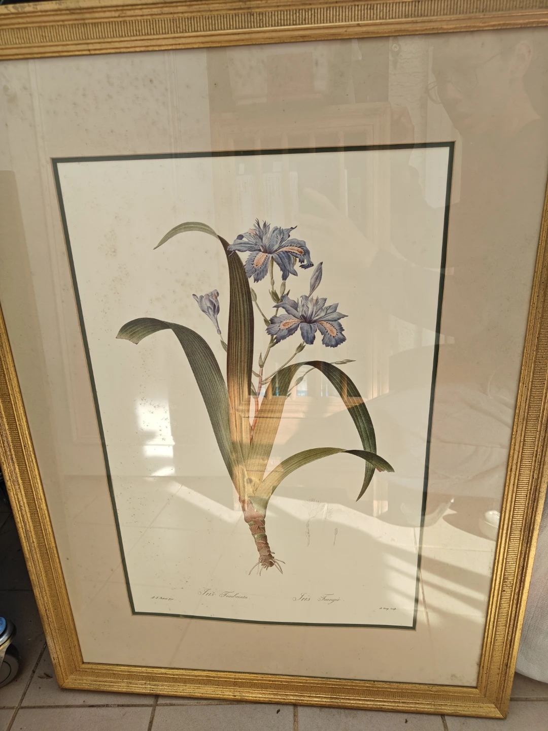 Framed Pierre-Joseph Redouté Iris Print
