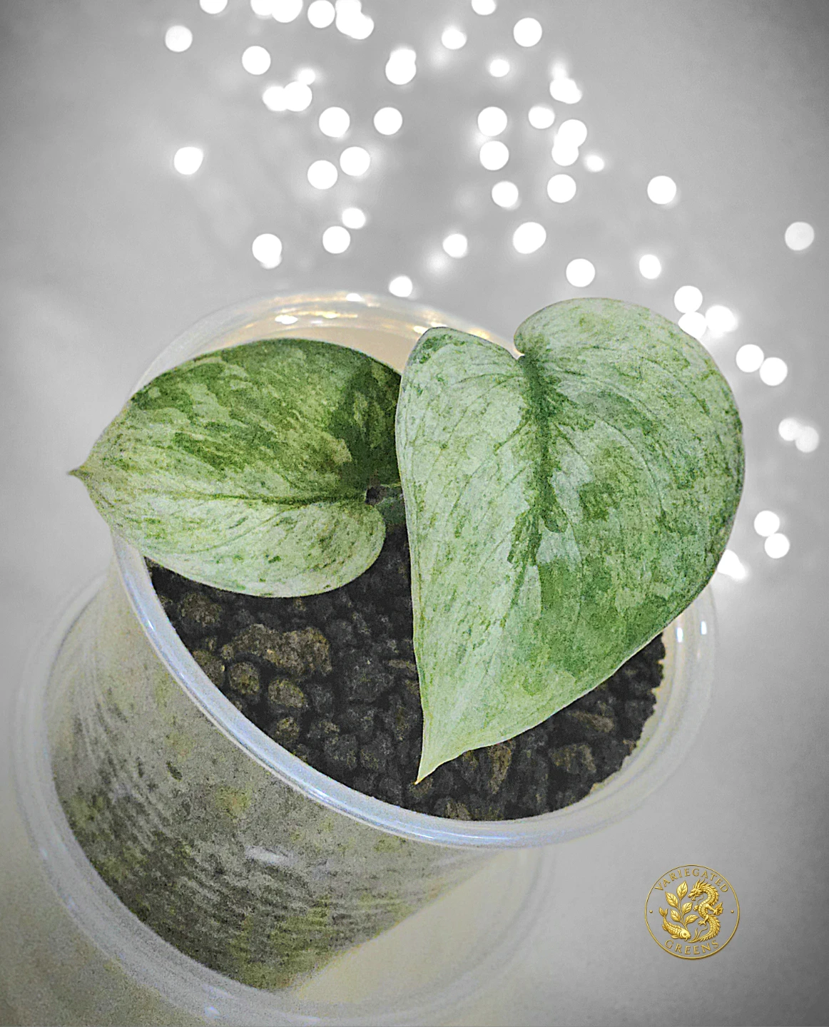 Scindapsus pictus Halimoon "Silver Sonata"