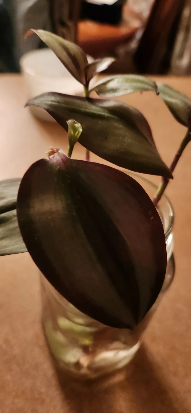 Purple Heart Plant Cuttings🏈 - photo 2