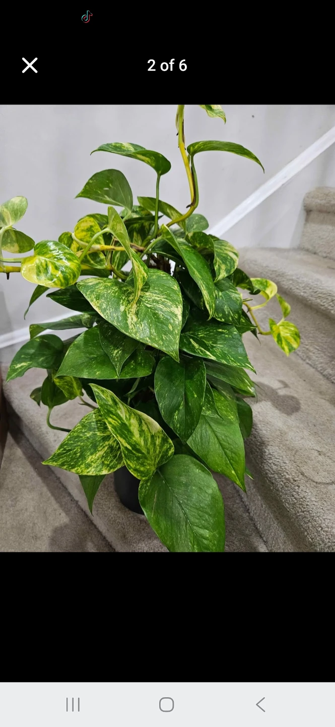 Healthy Golden Pothos Plant