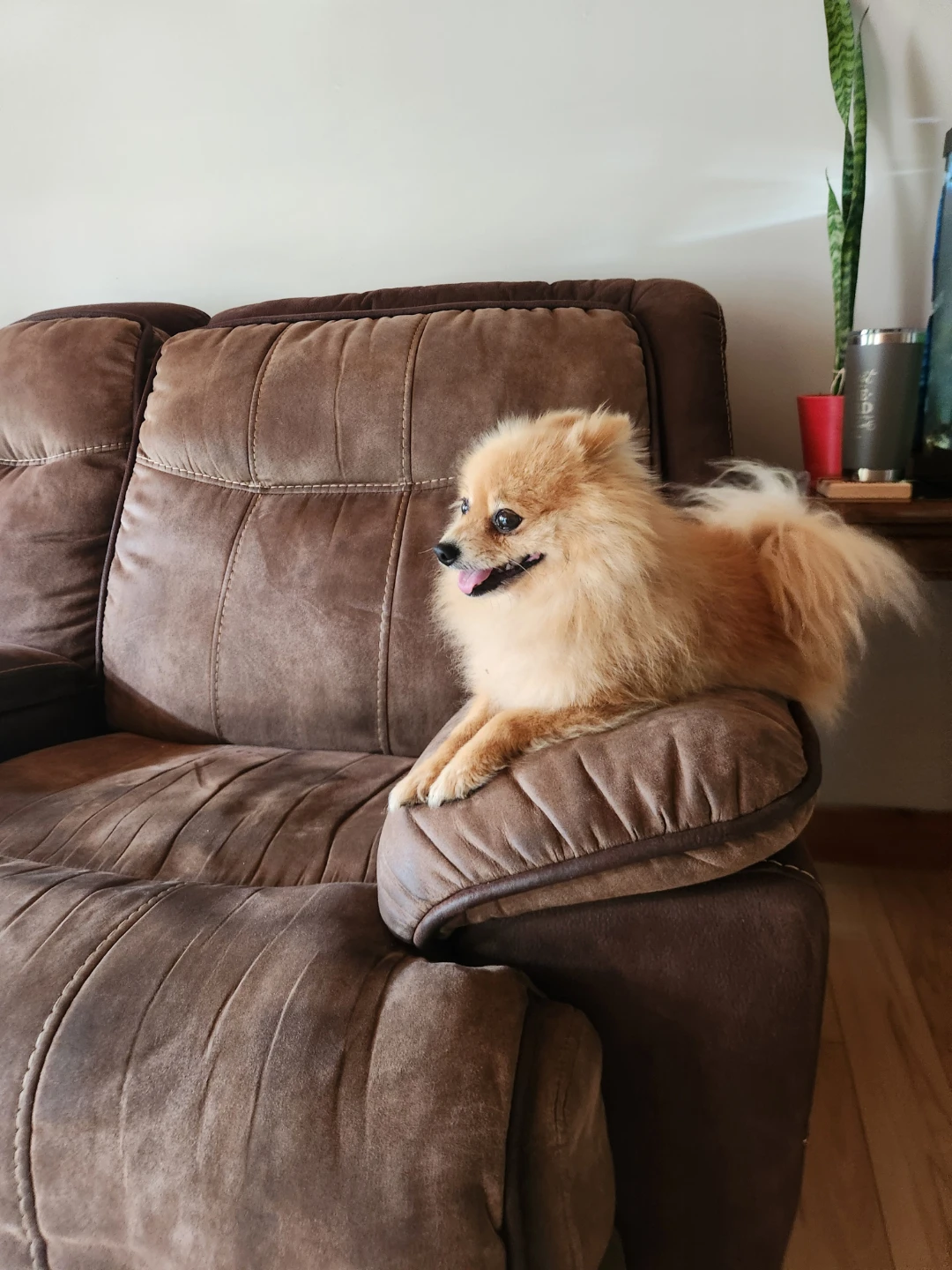 Pomeranian in need of a new home - photo 2
