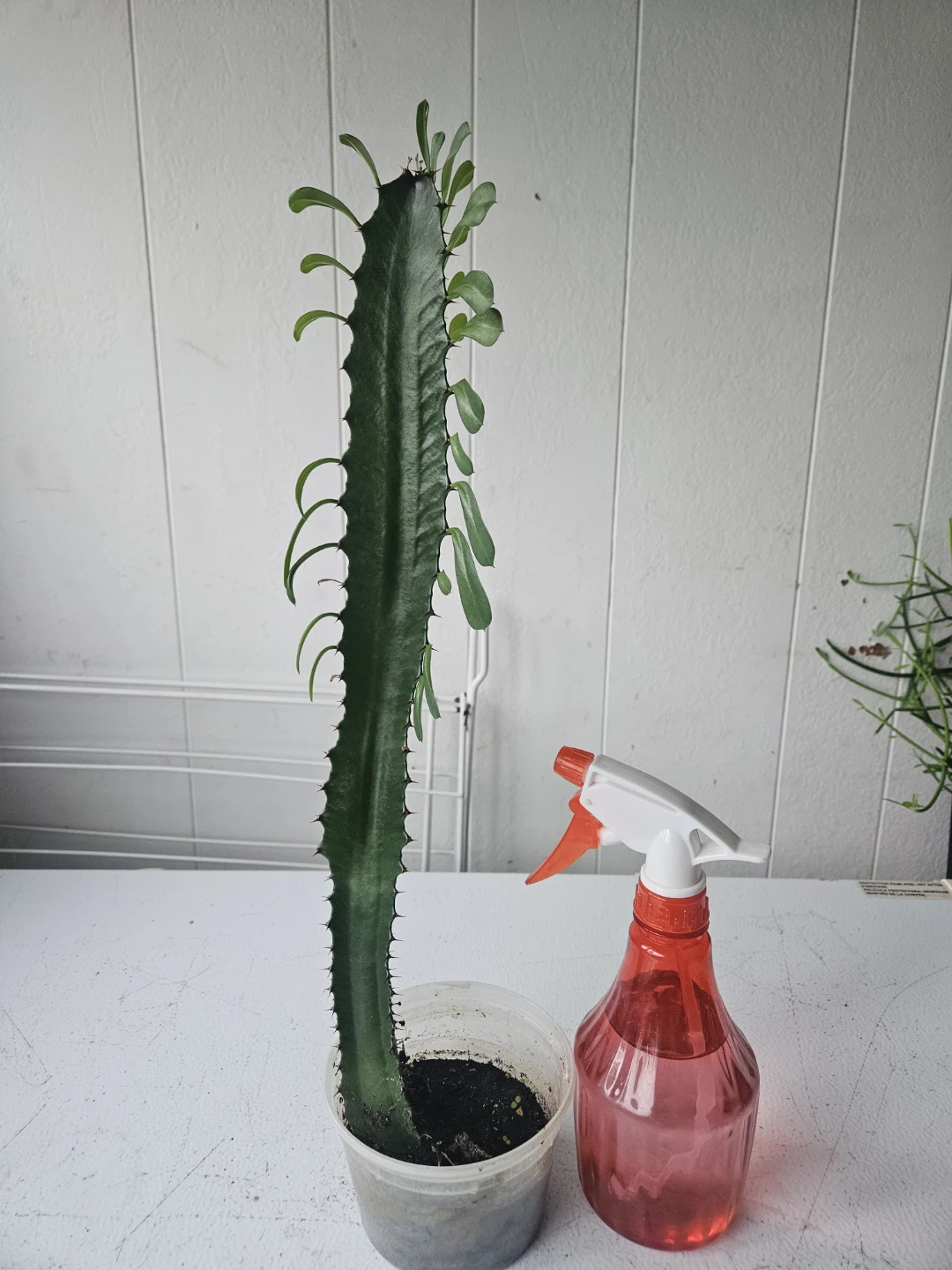 Euphorbia Trigona Cactus