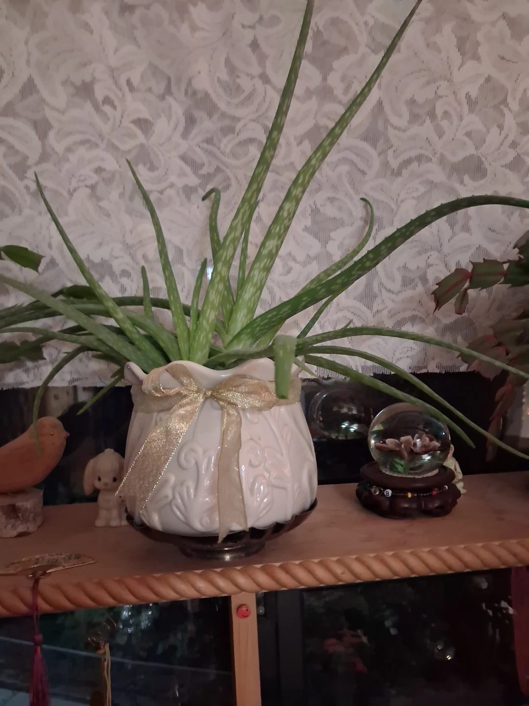 Christmas Cactus & Aloe plants . - photo 2