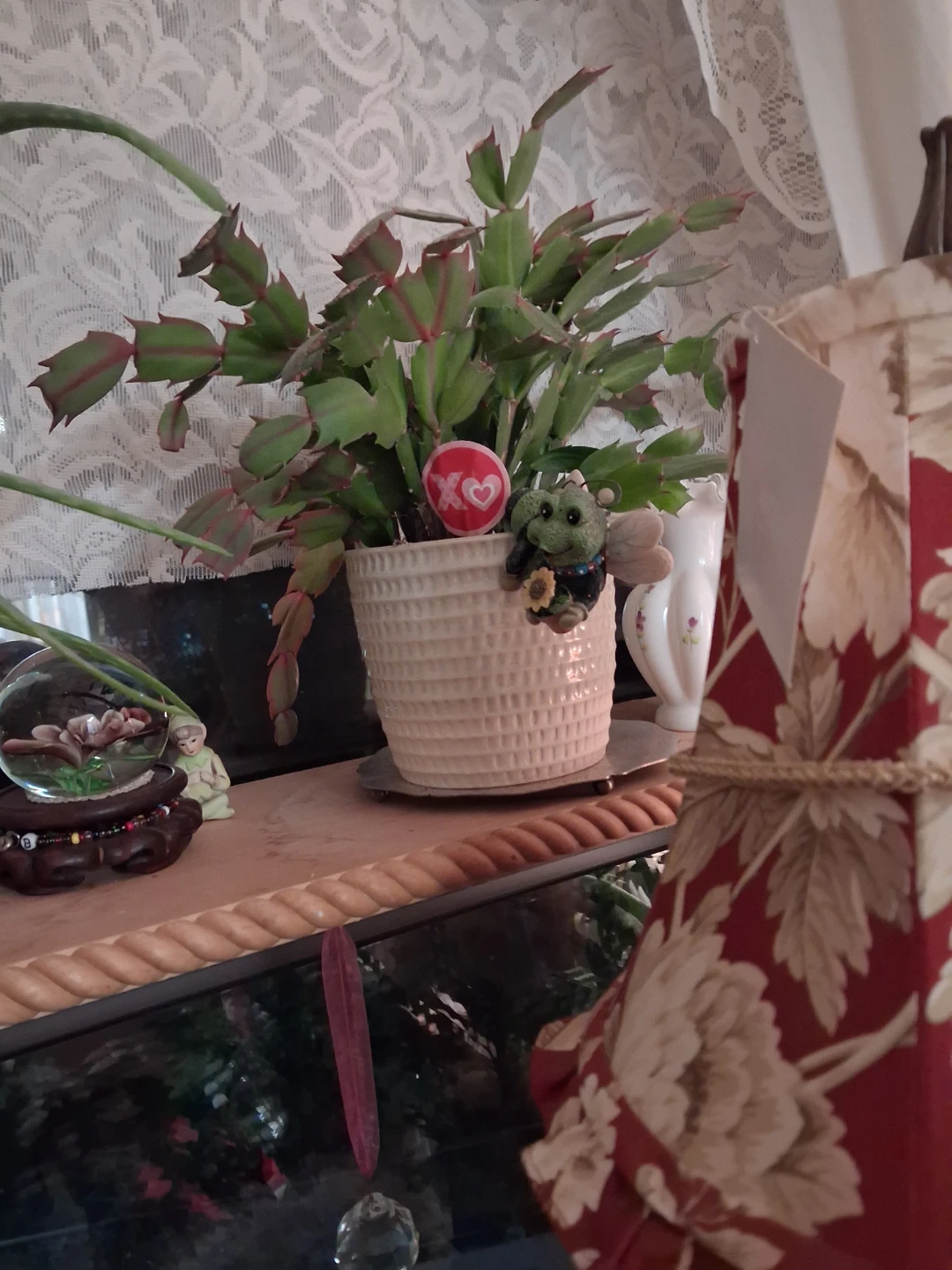 Christmas Cactus & Aloe plants . - photo 3