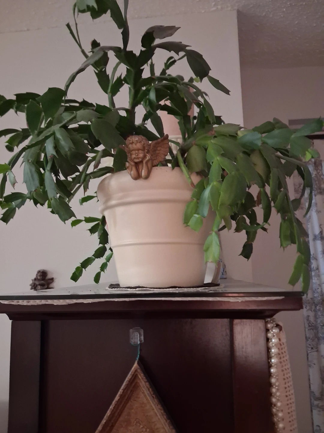 Christmas Cactus & Aloe plants . - photo 4