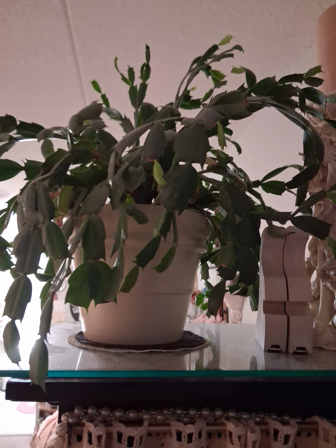 Christmas Cactus & Aloe plants . - photo 5