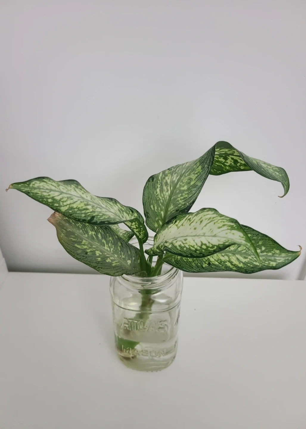 Dieffenbachia Plant Cutting - photo 2