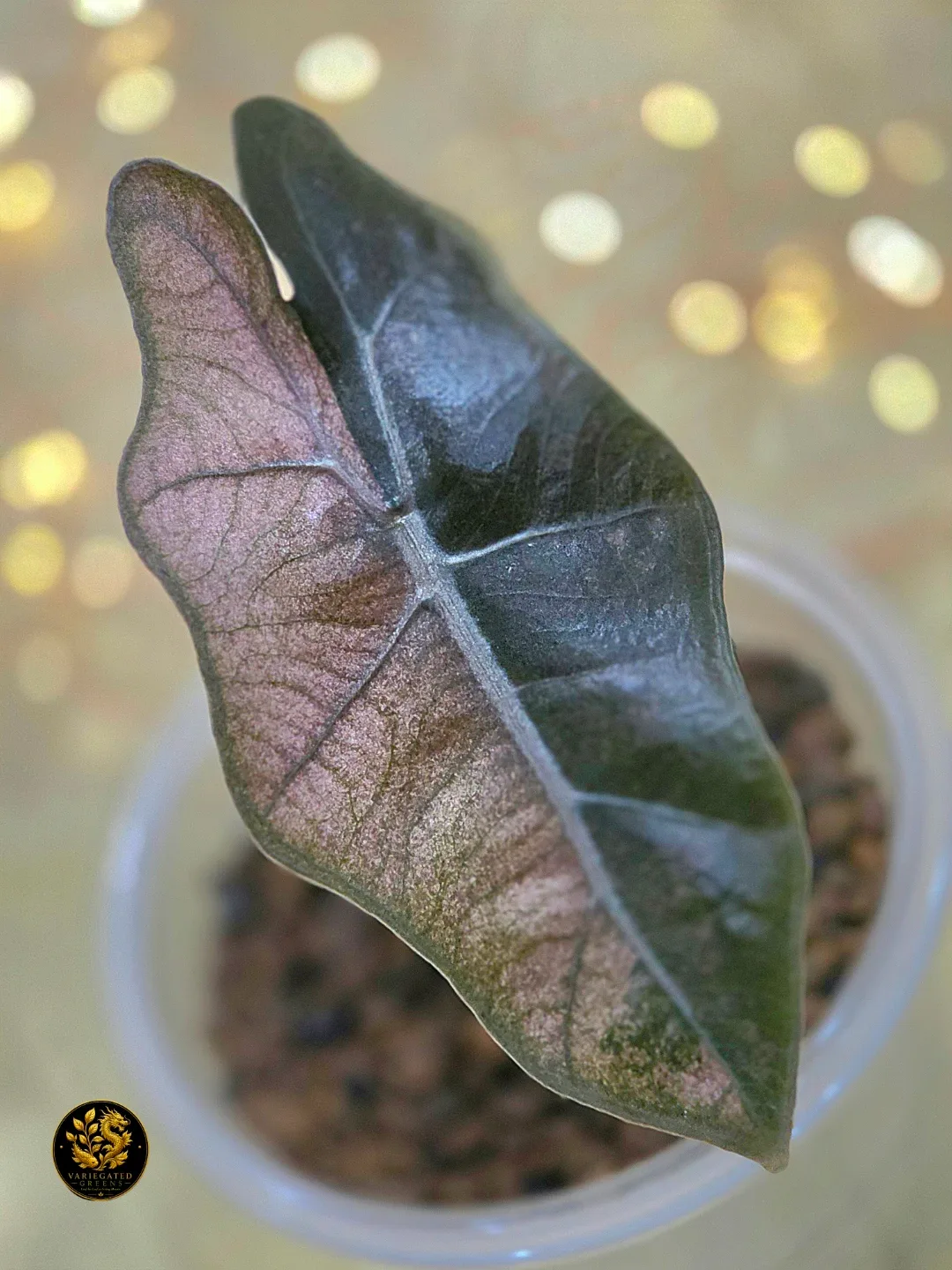Alocasia pseudosanderiana "Rosewood Divide"