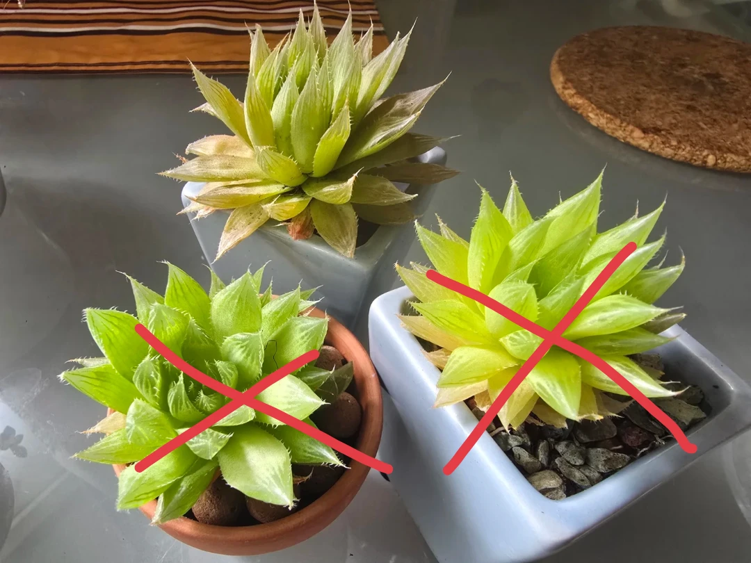 Succulent Plants in Pots