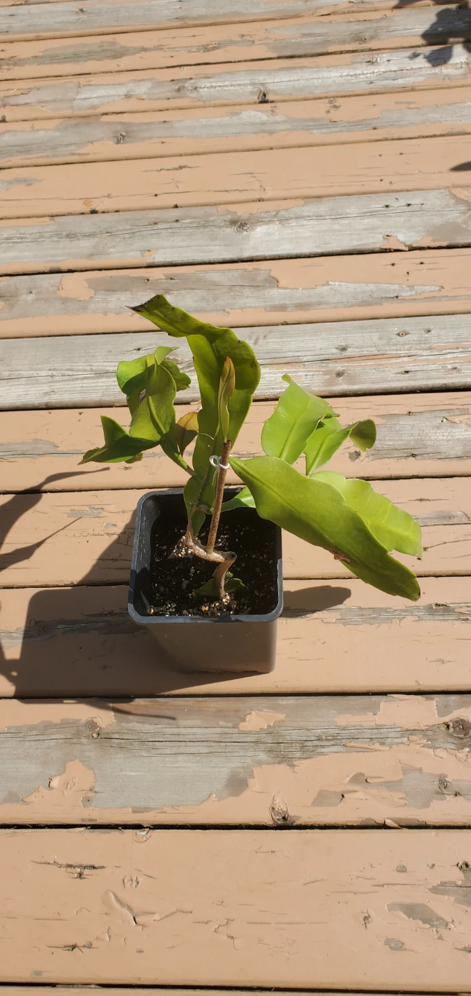 Queen of the Night (‌Epiphyllum oxypetalum) - photo 4