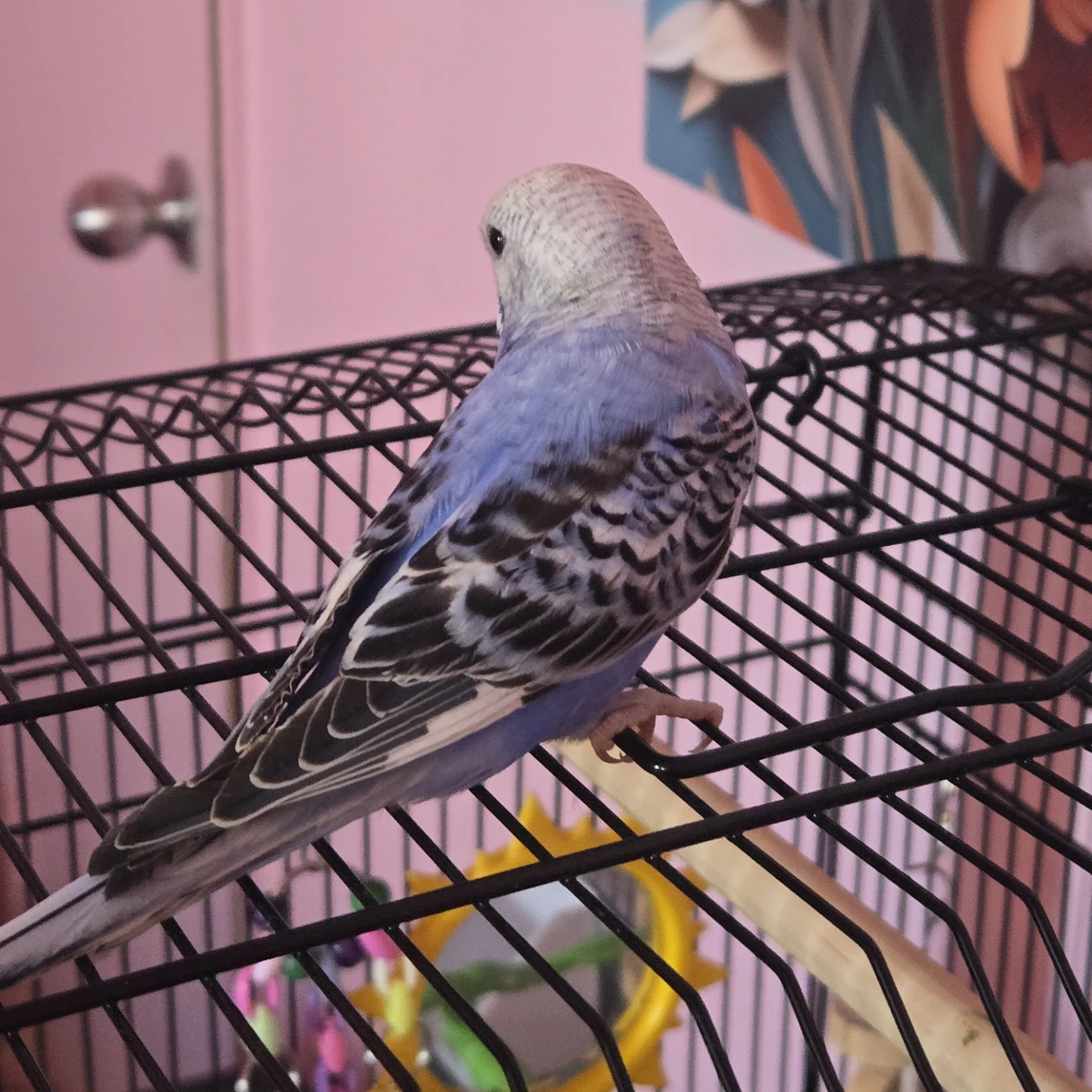 Baby purple budgie - photo 3