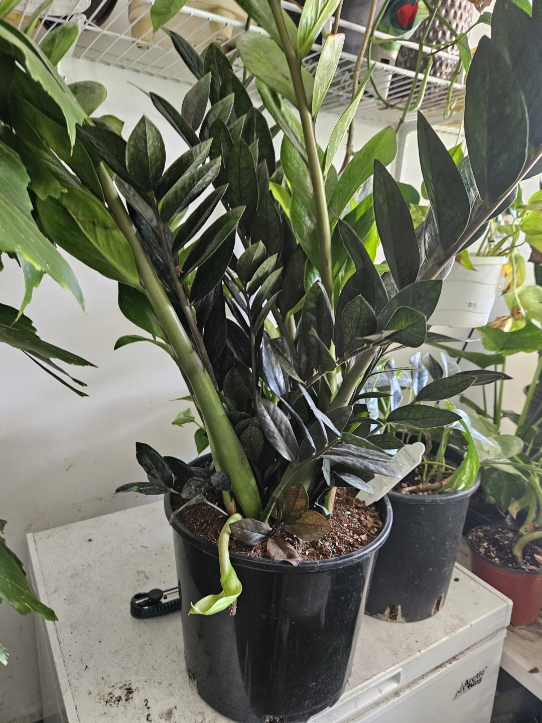 Raven ZZ Plant in 12" pot 🏈 - photo 2