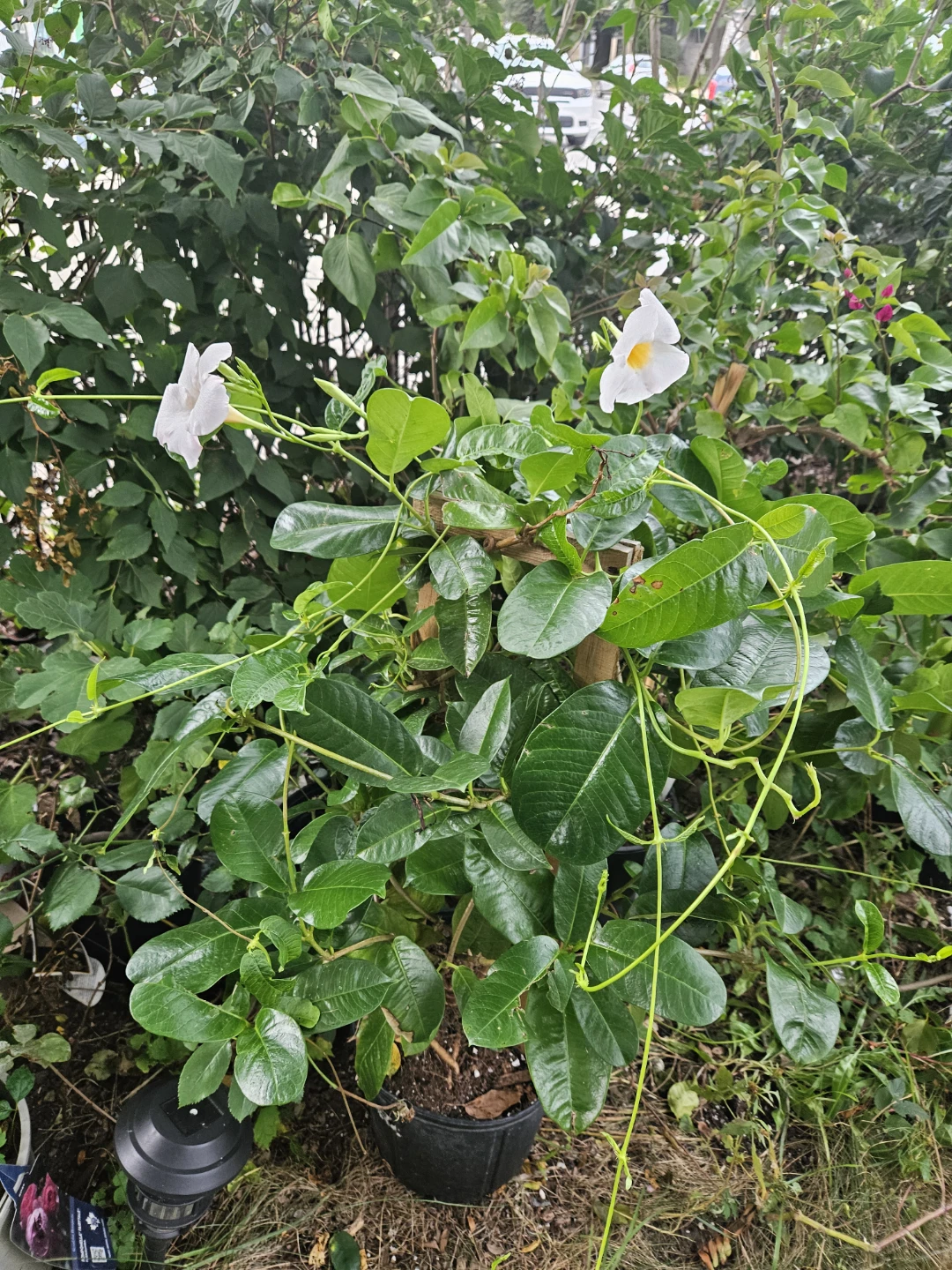 Mandevilla Vine Plant - photo 2