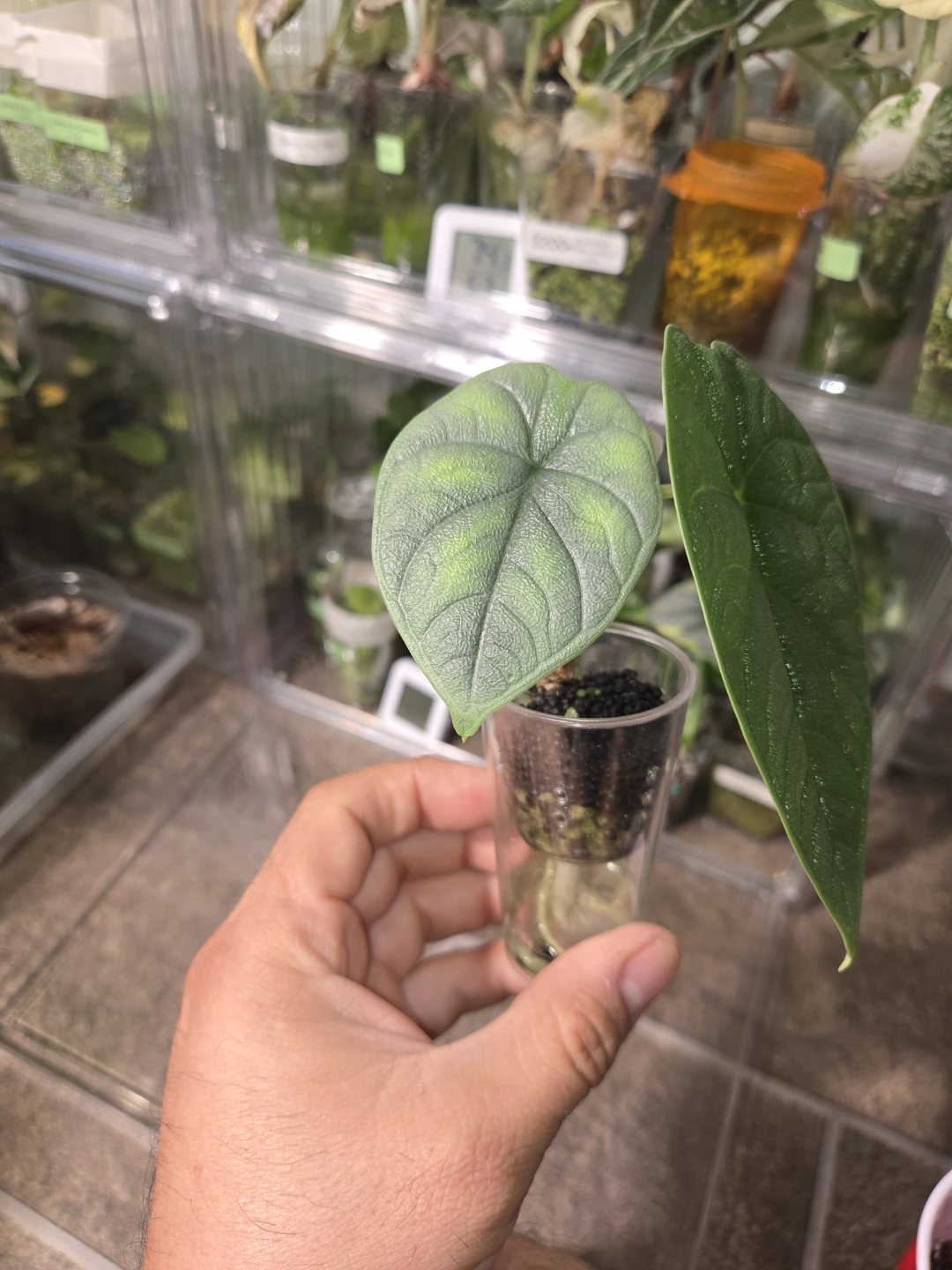 Alocasia Maharani Starter Plant