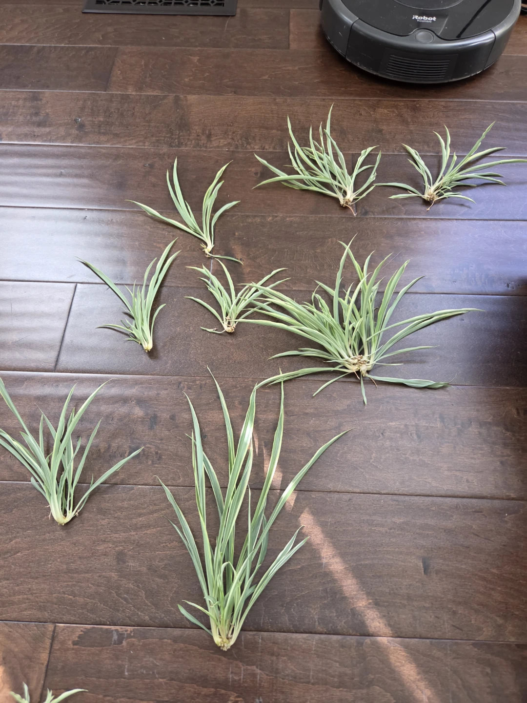 Freshly Rooted Spider Plant Pups (Spiderettes)