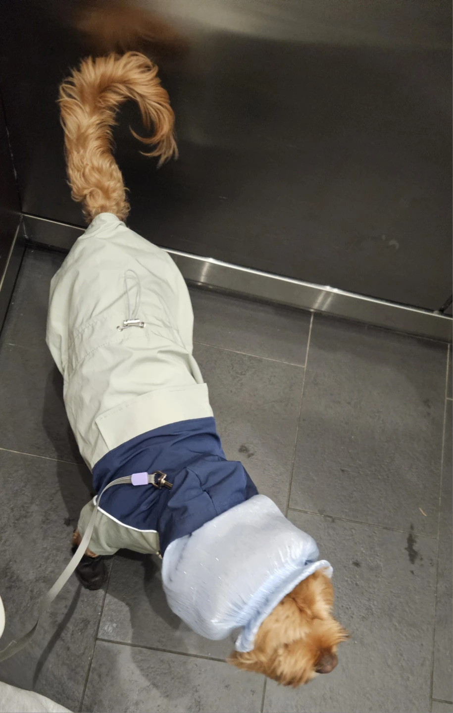 Dog Raincoat - photo 2