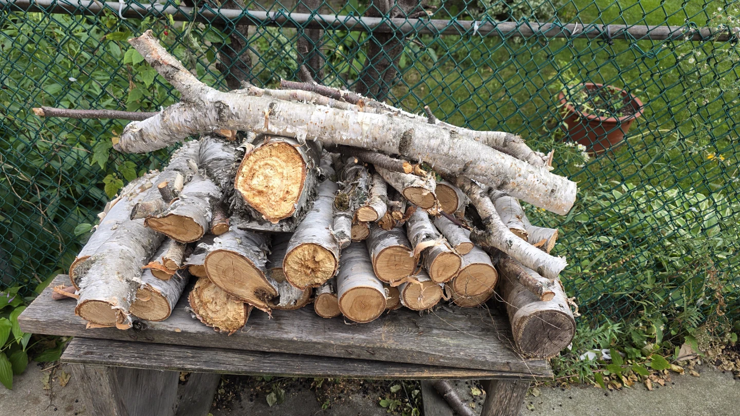 🏈 Birch tree logs and branches - photo 2