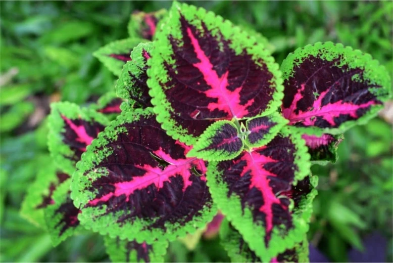 Coleus plant Beautiful display of colours