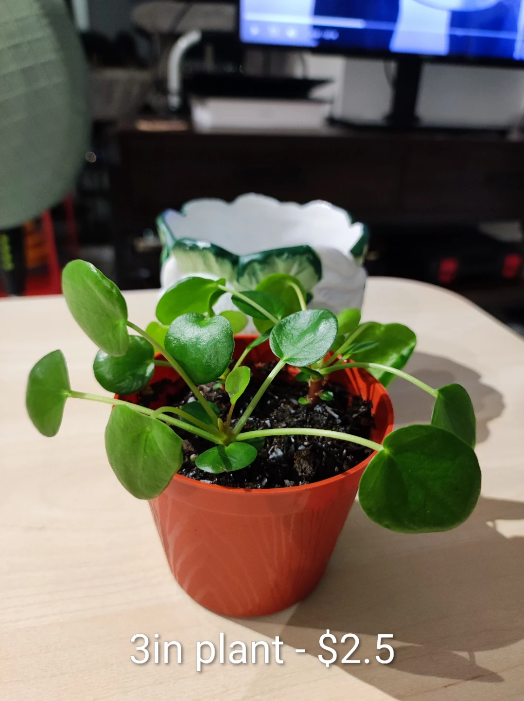 Assorted Houseplants - Chinese Money and Red Polka Dot - photo 2