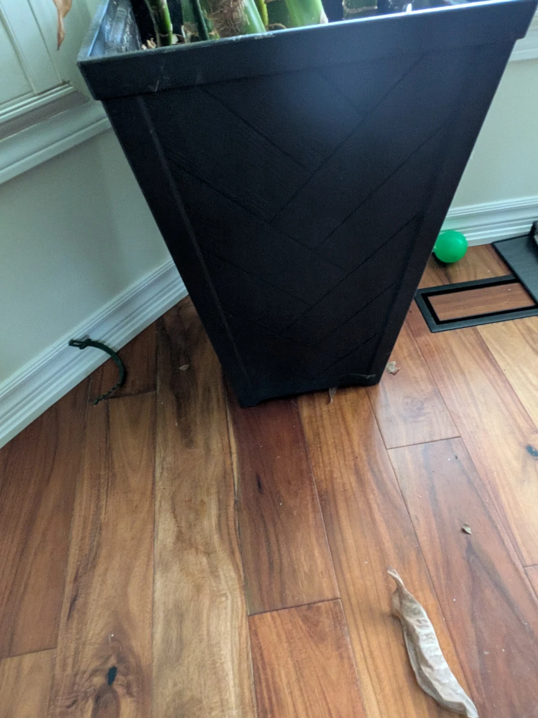 Large Dieffenbachia plant in tall planter - photo 2