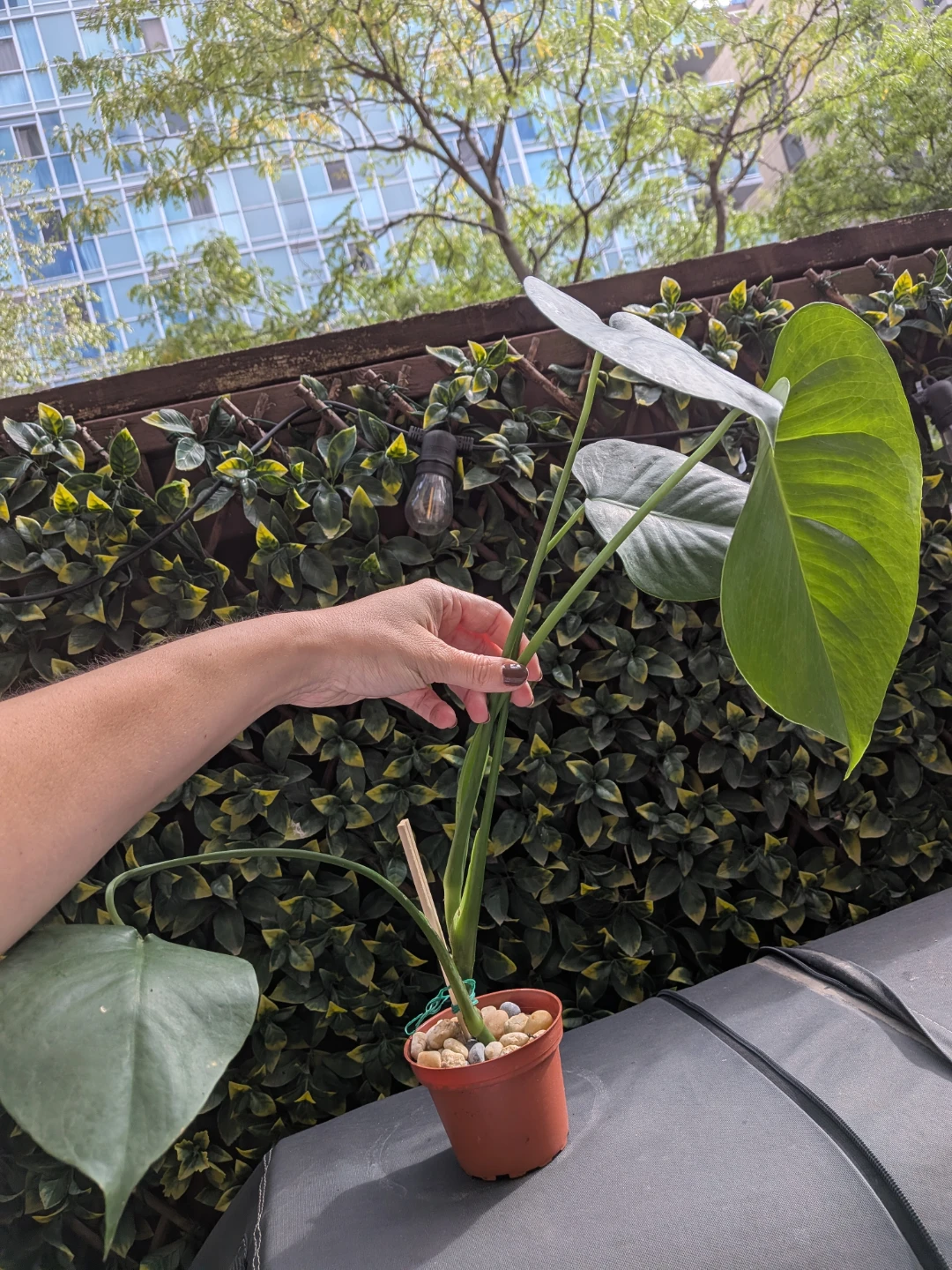 🌿Young Monstera Deliciosa Houseplant - photo 2
