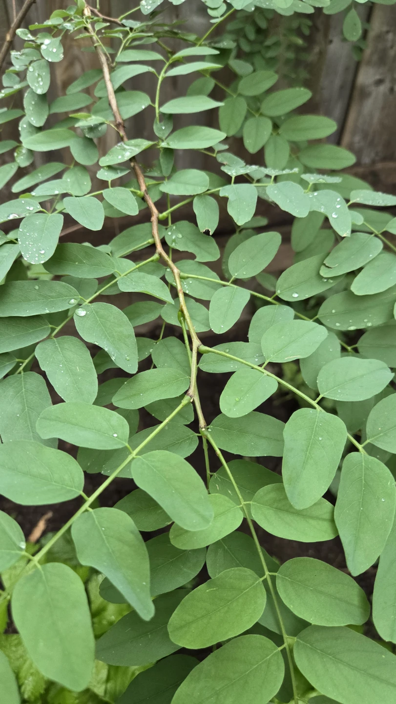 Black Locust tree - photo 3