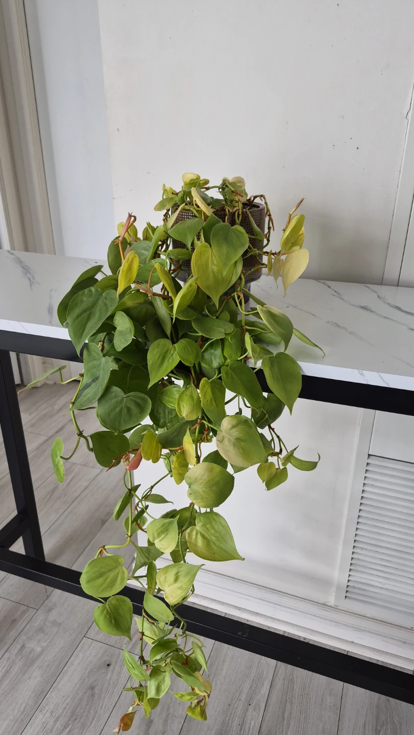 Selling plants. Dracenas. Pilea. Philodendrons. Pothos. - photo 4