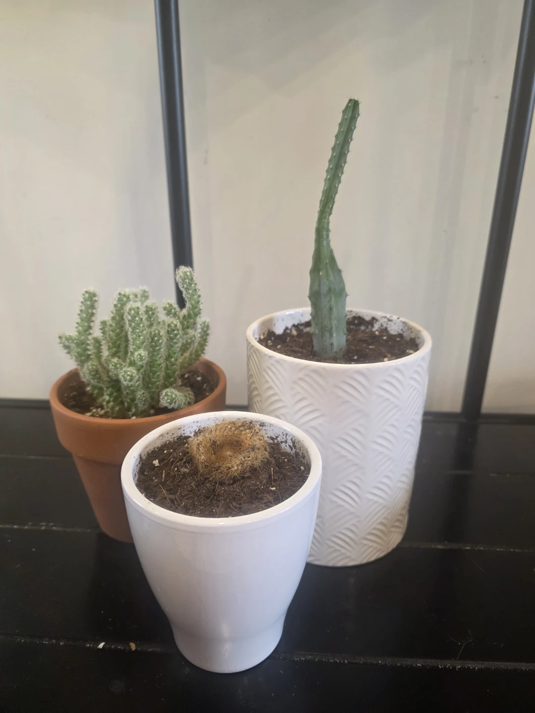 Set of 3 Live Potted Cacti
