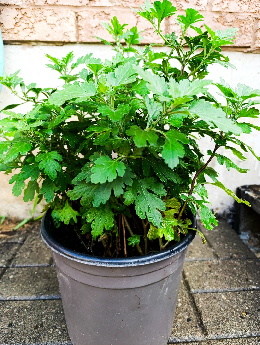 Potted Chrysanthemum Plant