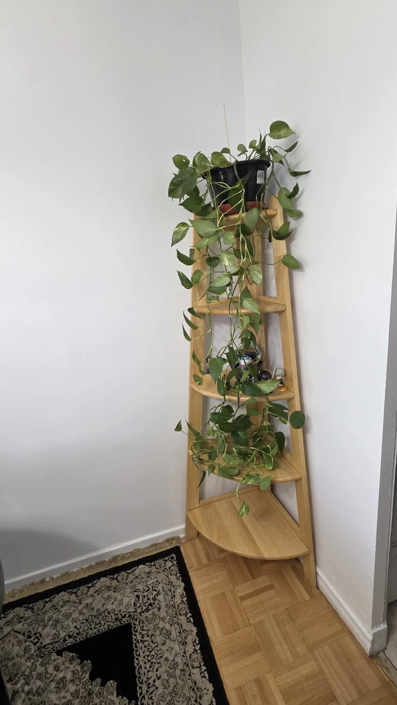 Pothos Plant - photo 5
