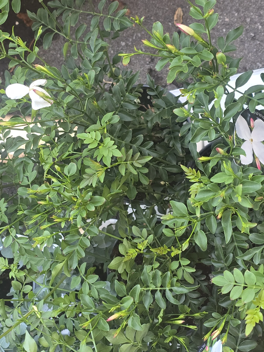 Potted Jasmine Plant with White Flowers