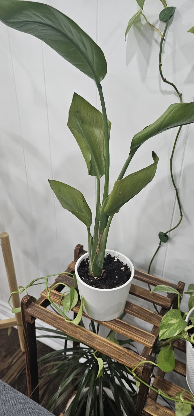 6 plants -FREE - photo 3
