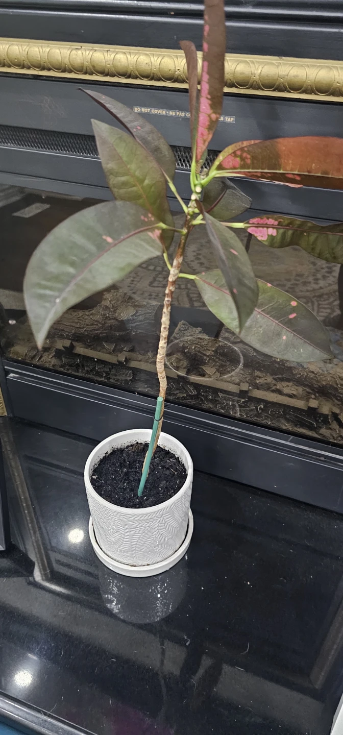 6 plants -FREE - photo 5