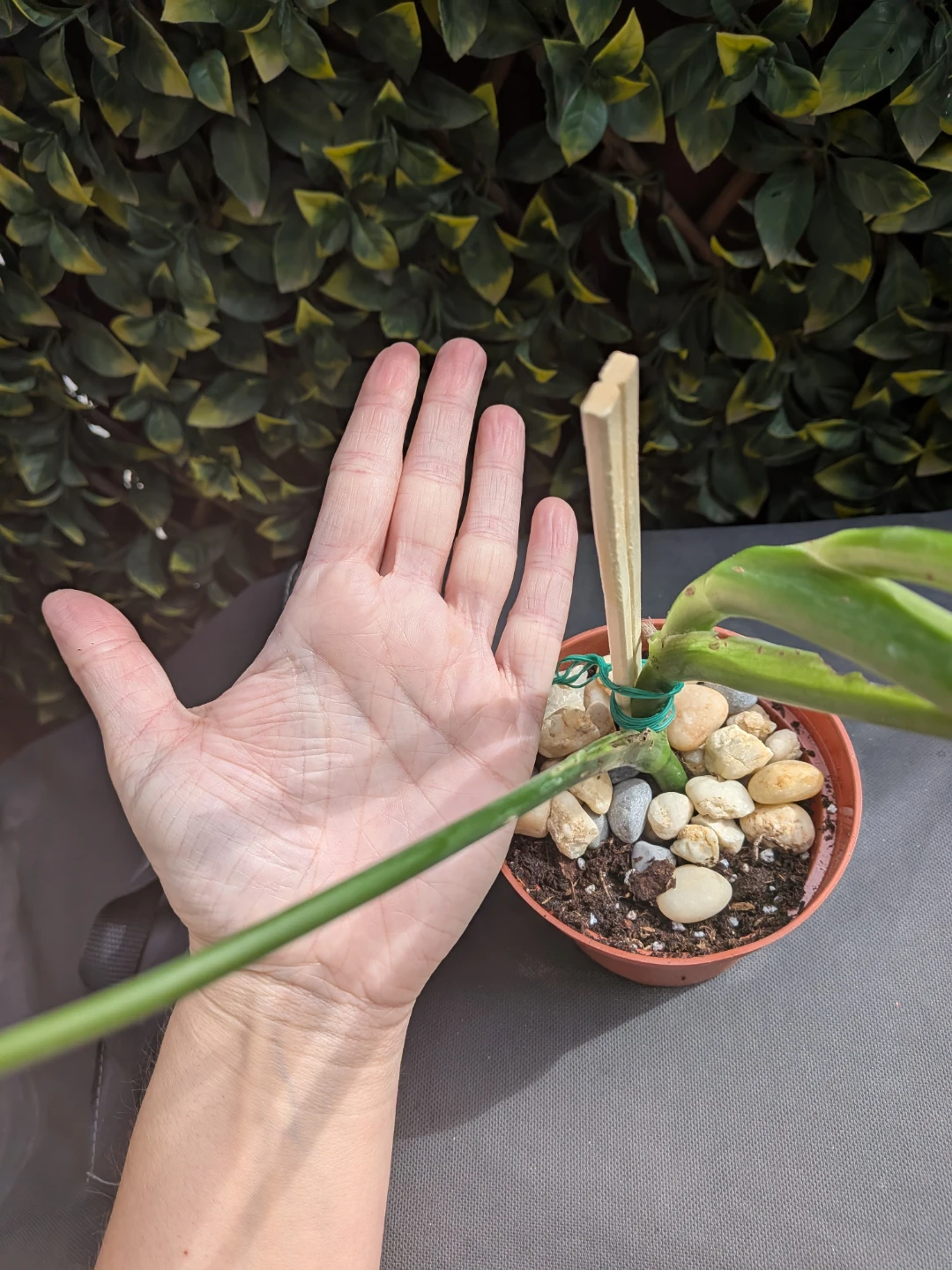 🌿Young Monstera Deliciosa Houseplant - photo 3