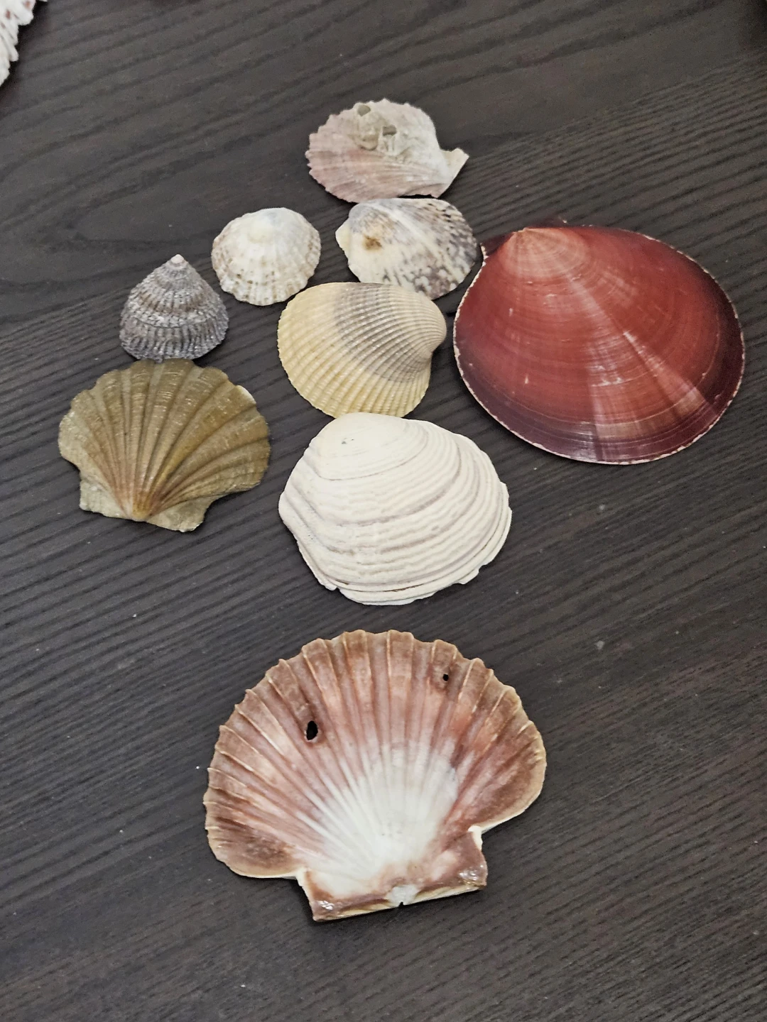 Collection of Seashells - photo 4