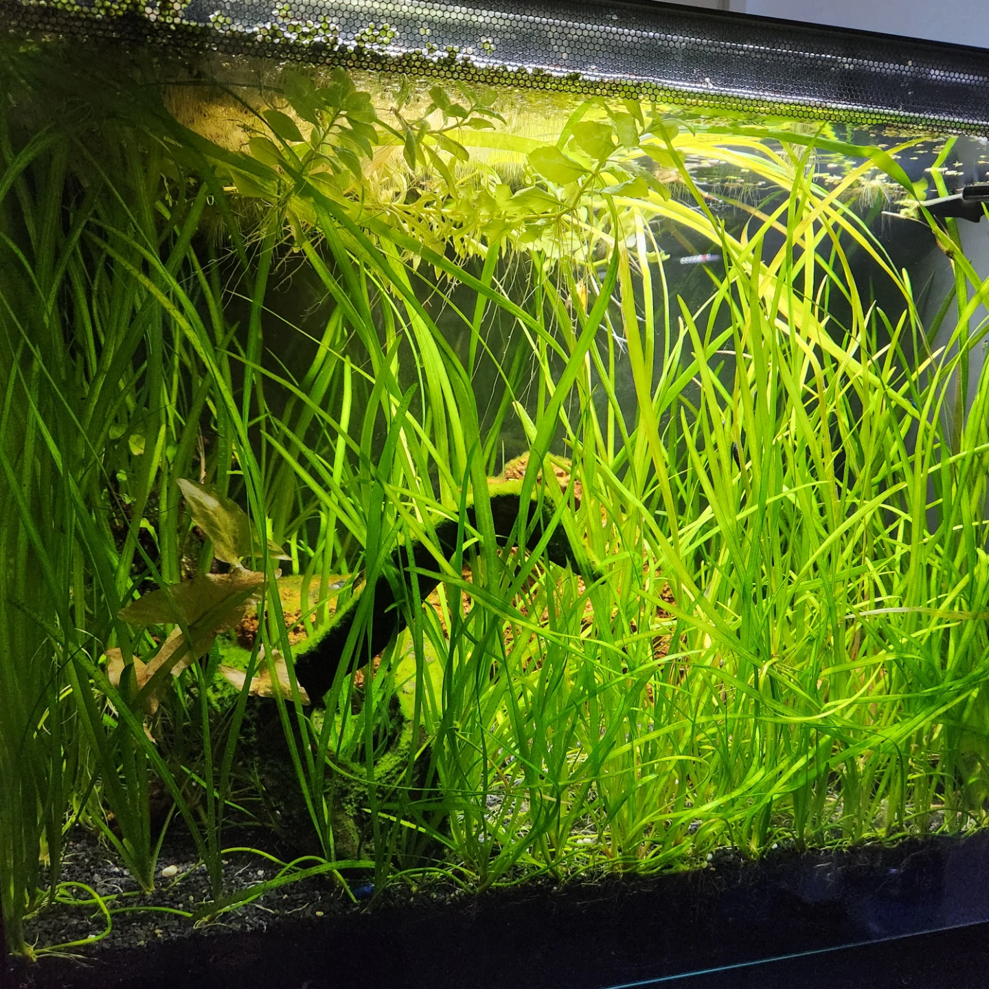 4 healthy  jungle val aquarium plants 10+ inches long