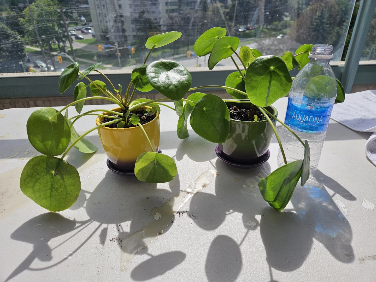Two Pilea Peperomioides Houseplants