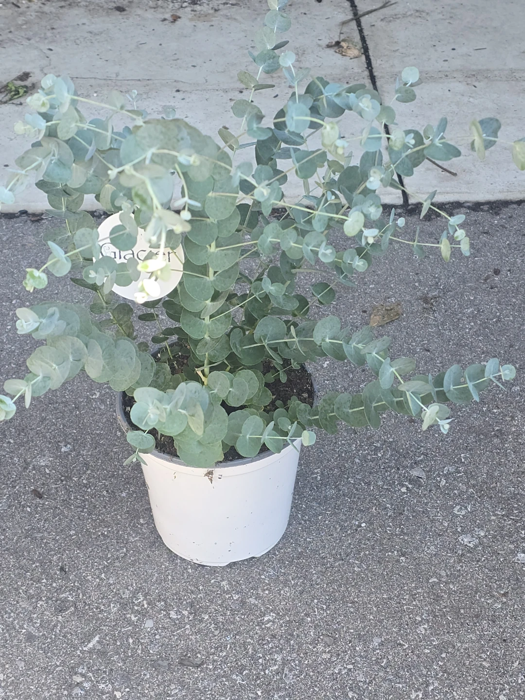 Glacier Eucalyptus Plant - photo 3